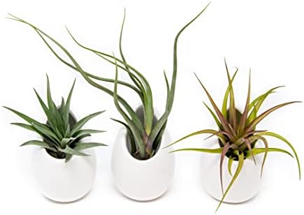White Ceramic Wall Planter with Assorted Air Plants - Live Tillandsia in Plant Holder – Succulent Plant Vase - Home and Garden Decor - Easy Care Plant (3 Large Planters with 3 Air Plants) - Image 2
