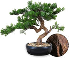 Artificial Bonsai Tree 16" Tall with Realistic Wood and Ceramic Pot, Fake Plants for Home, Bedroom and Office Desk, Japanese Decor by Unknown