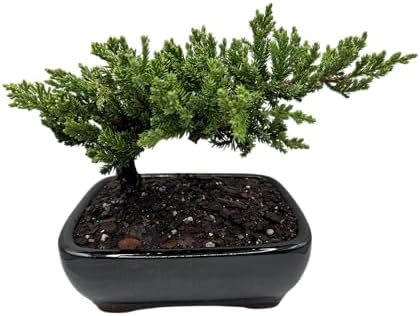 Live Dwarf Juniper Bonsai Tree | Potted in Large Ceramic Pot | 3 Years Old | 100% Handcrafted | Outdoor Bonsai | Unique Gift for Birthday, Graduation, Anniversary by Unknown