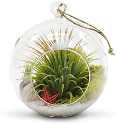 WGV Hanging Terrarium Globe, Width 6", Height 6.5", DIY Air Succulent Planter, Clear Glass Vase Orb with Flat Bottom, Candle Holder for Windowsill Outdoor Garden Decor, 6 Pieces Bulk - Image 4