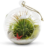 WGV Hanging Terrarium Globe, Width 6", Height 6.5", DIY Air Succulent Planter, Clear Glass Vase Orb with Flat Bottom, Candle Holder for Windowsill Outdoor Garden Decor, 6 Pieces Bulk - Image 4