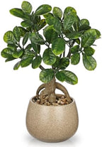 Artificial Bonsai Tree Fake Small Bay Plant with Ceramic Pot Indoor Bonsai by Oairse