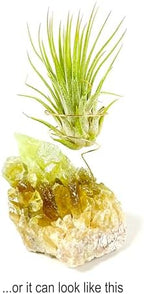 Green Calcite Air Plant Holder with Healthy Live Tillandsia - Raw Crystal Zen Office Decor - Unique Healing Stone Desk Accessory - Includes Gift Box & Care Guide - Heart Chakra Stone - Image 7