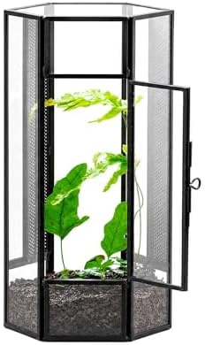 NCYP Glass Enclosure Terrarium with Mesh and Door for Small Spiders - Hexagon Shape, Small Mantis Vented Glass Terrarium 4.1'' x 3.6'' x 7.8'', Tabletop Decor, Black (Plants Not Include) by NCYP