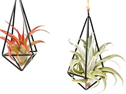 3 Pack Black Metal Pendant Hanging Planter with Assorted Medium Air Plant - Macrame Holder for Indoor Plants - Succulent Plant Hanger - Available in Wholesale and Bulk- Home and Garden Décor - Image 3