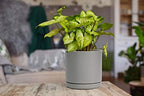 D'vine Dev 2-Pack Ceramic Pots with Saucers, 6/8 in, Grey, 94-G-M-3 - Image 6