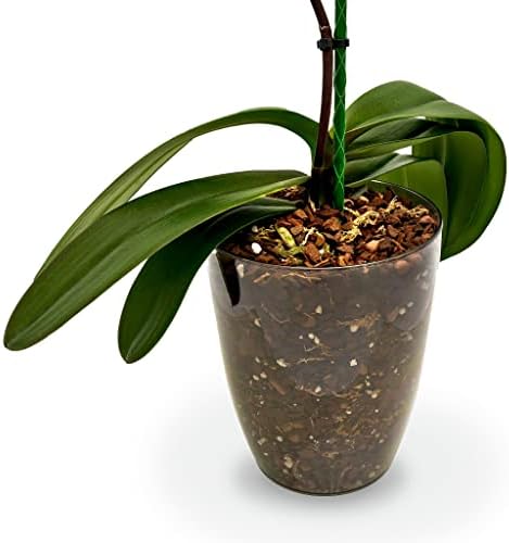 Gardenera Aglaonema Plant Potting Soil - All-Natural Blend for Thriving Aglaonema Plants - Boosts Root Health and Distinctive Foliage - 10 Quart - Image 4