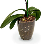 Organic Premium Orchid Soil Mix by Gardenera - Hand Mixed Classic Sphagnum Moss Potting Soil Mix - for Phalaenopsis Orchid - 10 Quart (2 Bags of 5 Quart) - Image 4