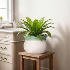 10 Inch Planter, Ceramic Indoor Plant Pots, White-Green - Image 6