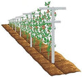 MRGARDEN 7-Feet Adjustable Garden Trellis Set for Raspberry and Climbing Plants, Outdoor Stake Vineyard Trellis, Pack of 4 by Mr+Garden