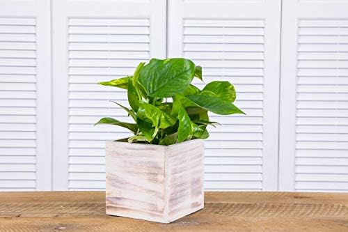 Wooden Planter Box, Rustic Whitewash with Plastic Liner l Garden Decor l Restaurant and Wedding Decorations l Wedding Bouquets, Table Centerpiece (5x5 Set of 4, Whitewash) - Image 5