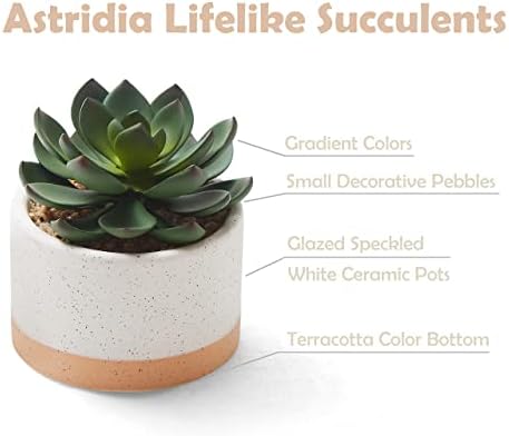 Artificial Succulent Plants in Ceramic Pots Set of 3 - Image 3