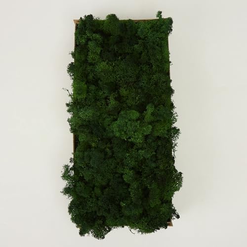 Preserved Reindeer Moss Natural Green DIY Kit Gardenning Art Wall Decor Florist Decor Easter Table Decor Wedding - Image 3