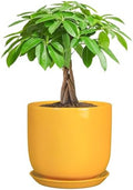 Indoor Plant Pot - 7 Inch Modern Round Ceramic Planter for Indoor Outdoor Plants with Drainage Hole and Saucer, Home Garden Office House Decor, Yellow by SUNPOTFOR