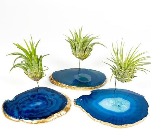 3 Small Blue Agate Geode Crystal Tillandsia Air Plant Holders - Includes Live Plant and Gift Box by Unknown