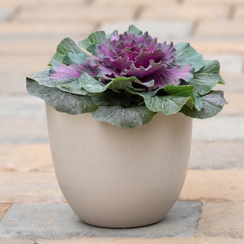 Root & Vessel Bola Round Planter, Self-Watering Outdoor & Indoor Planters, Shimmery Metallic Finish, Eco-Friendly Organic Fiber & Plastic Material, Bone White, 11" - Image 2