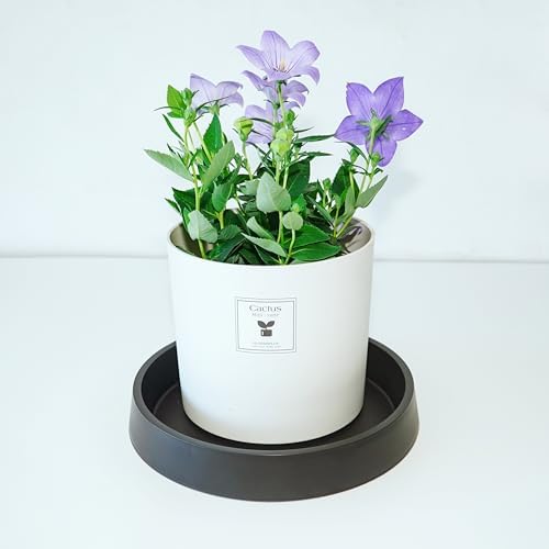 Plant Saucer Tray for Ceramic Plastic Pots, 20 inch Plant Saucers for Indoors, Pot Saucers Trays, Bird Bath Bowls, Flower Planter Water Drip Trays for Pots Base (20", Black) - Image 3