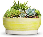 Pots for Succulents, 8 Inch Ceramic Bonsai Tree Pot, Brushed Yellow by Unknown