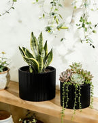 Matte Black Ceramic Plant Pots, 8.1 + 6 Inch Planters for Indoor Plants, Modern Flower Pots with Drainage, Two-Sizes Set - Image 5