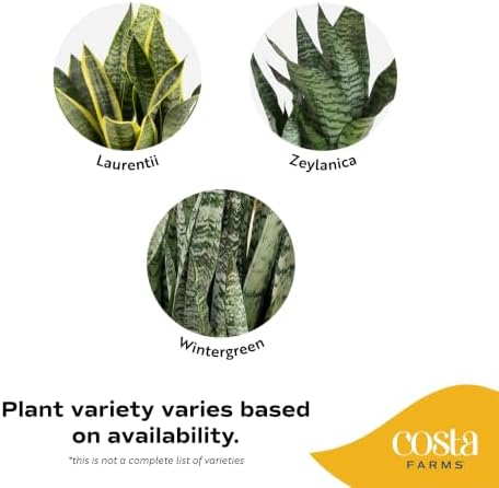 Costa Farms Snake Plant, Live Indoor Plant, Air Purifying, Easy Low Light - Image 3