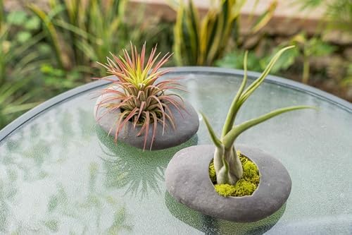 3 Pack Gray Ceramic Stone Holder with Assorted Air Plants - Live Tillandsia Succulent House Plant - Wholesale and Bulk - Home and Garden Decor - Easy Care Indoor and Outdoor Plant - Image 6