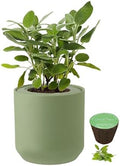 Hydroponic Herb Growing Kit, Self-Watering Kitchen Herb Garden Starter Kit with Green Ceramic Pot and Seeds (Sage by Environet