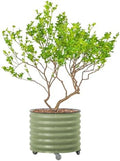 Rolling Metal Citrus Tree Planter Pot, 27″ Round Planter Box for Porch Patio & Backyard, 45 Gallon Large Planter Pot with Wheels for Growing Olive Trees Tomatoes Vegetables and Flowers, Olive Green by Unknown