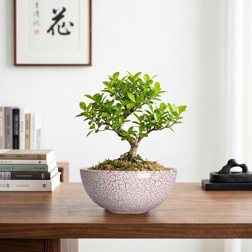 Bonsai Planter, 8 Inch Ceramic Succulents Planters, Texture Red - Image 6