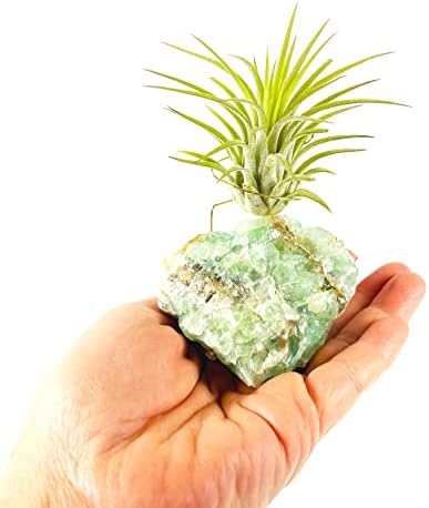 Green Calcite Air Plant Holder with Healthy Live Tillandsia - Raw Crystal Zen Office Decor - Unique Healing Stone Desk Accessory - Includes Gift Box & Care Guide - Heart Chakra Stone - Image 4