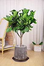 VUWEZ 6 Pack of 20 inch Plant Saucer (18 Inch Base), Plant Tray 20 Inch Round, Plant Saucers for Indoors, Plant Trays for Pots, Flower Pot Saucers, Pot Saucers for Planter 16-21" (20", Brown) - Image 3