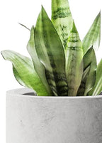 Kante 23.6" H Natural Concrete Tall Planters Two Pack, Large Outdoor Indoor Garden Plant Pots with Drainage Hole and Rubber Plug, Modern Decor for Home and Garden - Image 7