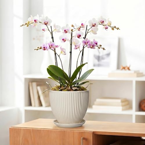 Ceramic Flower Pots, 8 Inch Plant Pot with Saucer, Cream White - Image 5