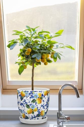 5.3+4.3 inch Ceramic Plant Pots, Set of 2 Blue and White Plant Pot with Drainage Holes and Saucers Small Lemon Indoor Planters Decorative Flower Pots for Succulents, Cacti, Snake Plants, and Herbs - Image 6