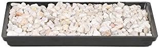 Brussel's Bonsai Live Chinese Sweet Plum Indoor Bonsai Tree-5 Years Old 6" to 10" Tall with Decorative Container, Medium, Blank & Brussel's 8" Humidity Tray with Decorative Rocks - Image 5
