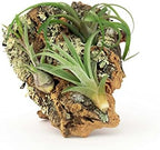 Medium Natural Cork Bark DIY Kit with Four Assorted Air Plants, Glue and Hook - Live Tillandsia Succulent House Plant - Wholesale and Bulk - Home and Garden Decor - Easy Care Indoor and Outdoor Plants - Image 2