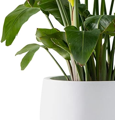 Kante Accent Round Bowl White Concrete Planter 16" Dia, Outdoor - Image 2