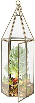 D'Eco Glass Tall Hexagon Plant Terrarium, & Centerpiece (Dims:5x5x14) - Image 5