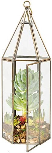 D'Eco Glass Tall Hexagon Plant Terrarium, & Centerpiece (Dims:5x5x14) - Image 5