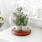 Plymor 7.5" x 8.5" Glass Display Dome Globe Cloche (Walnut MDF Base) - Image 2