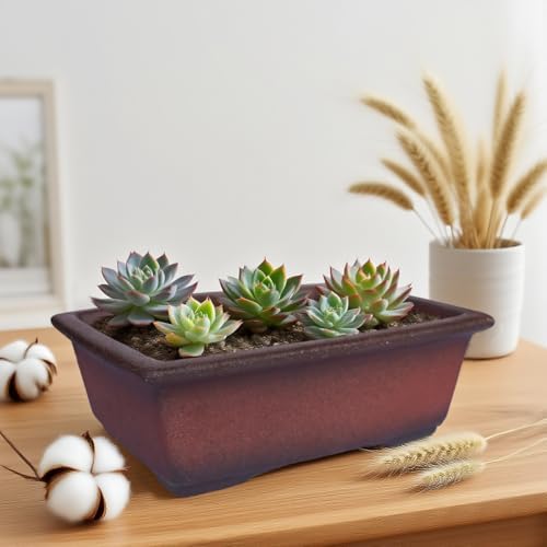 MUZHI Decorative Ceramic Bonsai Planter Pot 8.5 Inch with Tray, Breathable Unglazed Rectangle Terracotta Clay Pot for Tree Succulent Cactus Indoor Outdoor Red Brown (Classic Rectangle A 8.5“) - Image 5