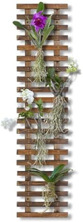 Mulctun Wall Planters - 11.4" W x 47.24" H Wooden Wall Planters for Indoor Outdoor Plants,Hanging Wood Wall Trellis,Wall Mounted Plant Holder for Orchids,Succulent,Air Plants,Hanging Pots Display by Unknown