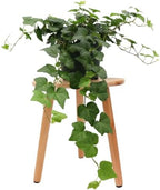 American Plant Exchange English Ivy – Live 6-Inch Potted Trailing Vine, Low-Maintenance Air-Purifying Houseplant for Hanging Baskets, Shelves & Indoor Home or Office Décor by AmericanPlantExchange