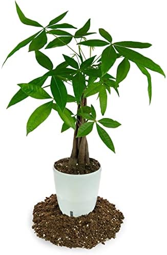 GARDENERA Money Tree Potting Soil Mix for Planting or Repotting Guiana Chestnut, Soil Blended to Properly Grow Money Tree Plants (4 Quart Bag) - Image 3