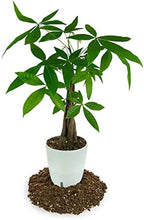 GARDENERA Money Tree Potting Soil Mix for Planting or Repotting Guiana Chestnut, Soil Blended to Properly Grow Money Tree Plants (4 Quart Bag) - Image 3