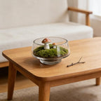 Wide Opening Glass Terrarium Jar and Indoor Plants Fern - Image 7