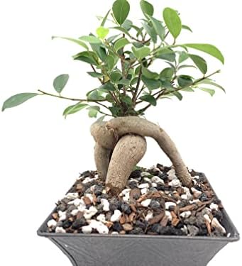 Bonsai Soil by The Bonsai Supply – 4qts. Professional Bonsai Soil Mix | Ready to use| Great for All Bonsai Tree Varieties. - Image 6