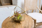 Heptahedron Geometric Glass Terrarium Kit with Red Abdita and Ionantha - Air Plant Tillandsia Holder - Live Tillandsia Succulent House Plant - Home and Garden Decor - Easy Care Indoor Outdoor Plants - Image 3