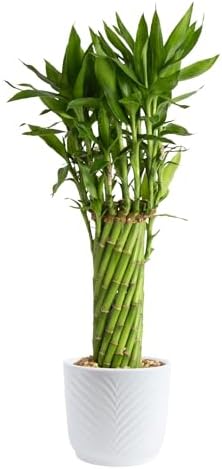 Costa Farms Lucky Bamboo, Live Indoor Plant, Easy Care, Home Decor by Unknown