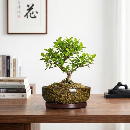 8 Inch Ceramic Succulent Pots with Saucer, Yellow Leopard - Image 7