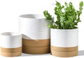 HASENSE Ceramic Plant Pots with Saucers Set of 3, 8+6+4.6 Inch Planters for Indoor Plants with Drainage Holes,Two-Tone Design White Flower Pots for Snake Plants & Cactus,Home & Office Decor by Hasense
